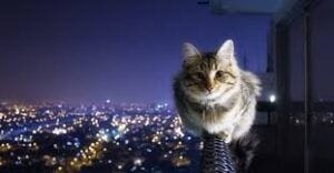 gato volador