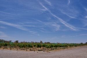 Vino del Desierto obtiene medalla de ORO en concurso internacional 1 DSC0389
