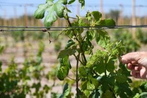 Vino del Desierto obtiene medalla de ORO en concurso internacional 2 DSC 0323