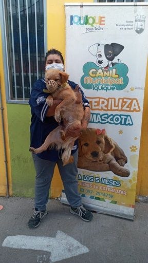 ESTERILIZACIONES MASCOTAS CANIL IMI 1