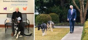 joe biden dog major shelter pet rescue 923x420 1