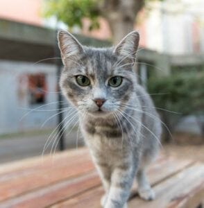el gato necesita tener acceso al exterior