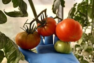 Los ensayos se evaluaron en dos variedades de tomate. Una variedad comercial y Poncho Negro tipica del Valle de Yuta