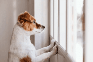 perro mirando la ventana