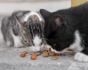 ¿Cuáles son los problemas más comunes en la alimentación en gatos?