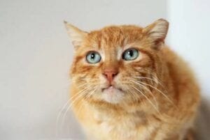 gatos ujt