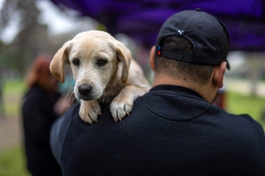 Que las Fiestas Patrias también sean felices para nuestras mascotas 1 102A5602