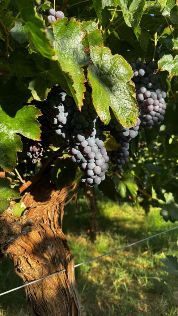 3e366bdc 2061 45fd b0f5 826862ce6321