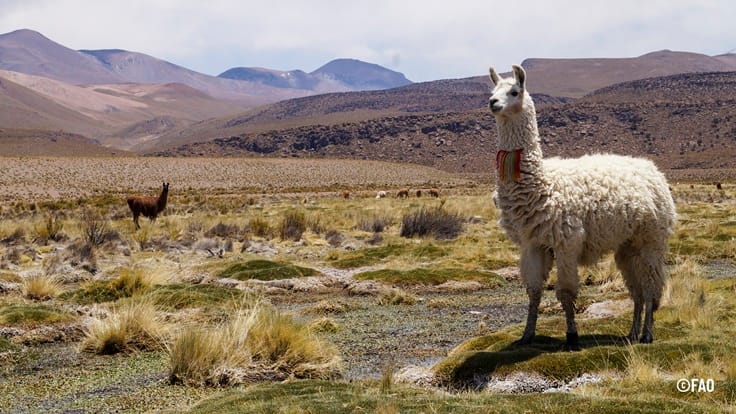 Distinción internacional: FAO reconoce a la agricultura y ganadería altoandina y de la precordillera norte como Sistema Importante del Patrimonio Agrícola Mundial 2 Territorio altoandino 04